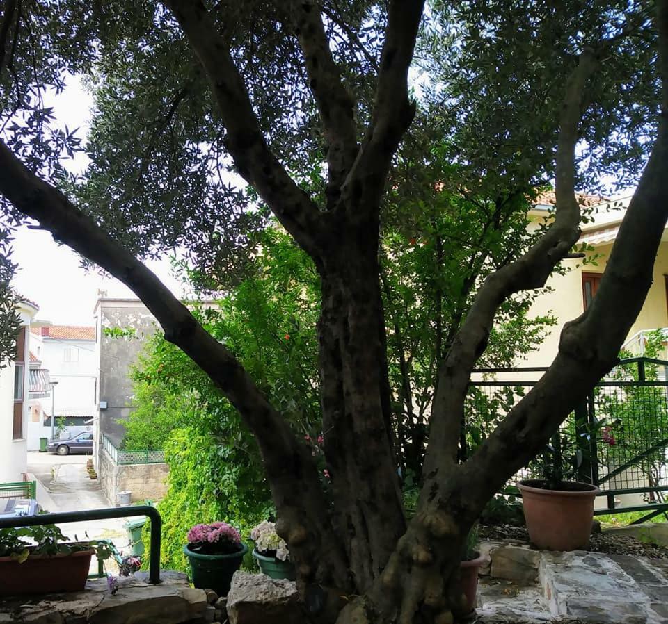 Apartament Dreams Makarska Zewnętrze zdjęcie